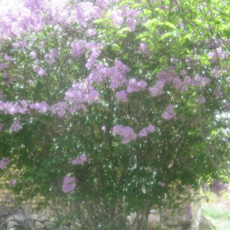 Syringa persica Var. integrifolia - Oleaceae