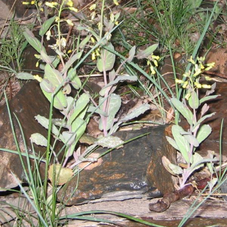 Sameraria stylophora -‌‌ Brassicaceae