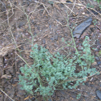Thalictrum isopyroides - Ranunculaceae