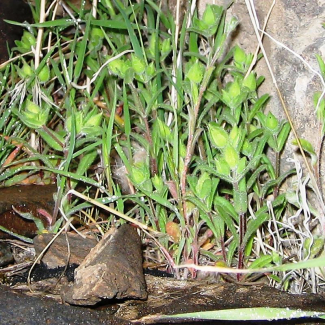 Cerastium inflatum - Caryophyllaceae