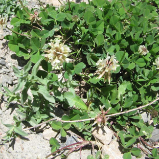 Trifolium fragiferum -‌‌ Fabaceae