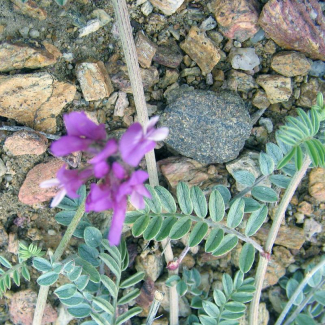 Astragalus effusus - Fabaceae