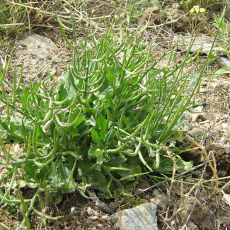 Arabidopsis pumila - Brassicaceae
