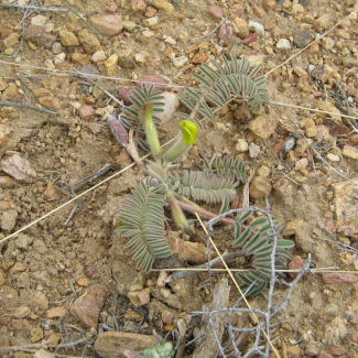 Astragalus macropelmatus - Fabaceae