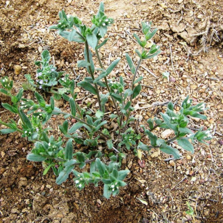 Buglossoides arvensis - Boraginaceae