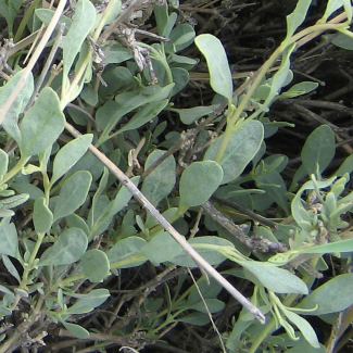 Eurotia ceratoides - Chenopodiaceae