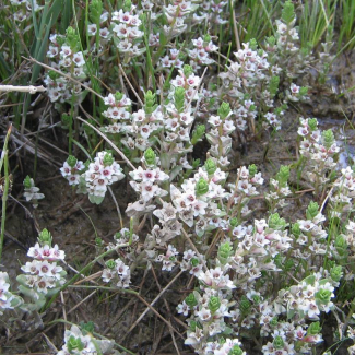 Glaux maritima - Primulaceae
