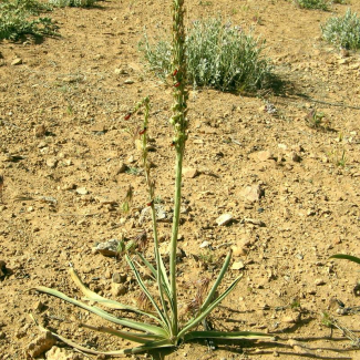 Eremurus inderiensis - Liliaceae