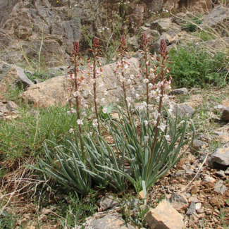 Eremurus persicus - Liliaceae