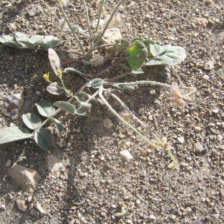 Hedysarum criniferum - Fabaceae