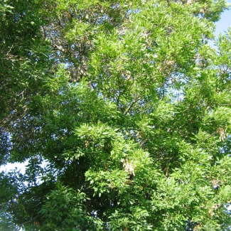 Fraxinus rotundifolia subsp. rotundifolia - Oleaceae