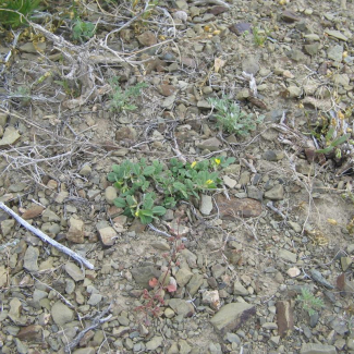 Trigonella monantha - Fabaceae