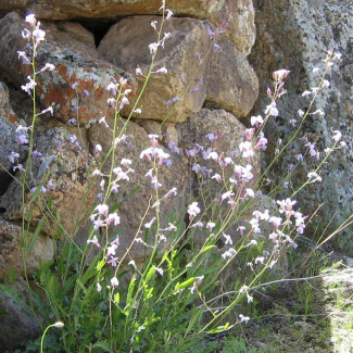 Hesperis kurdica - Brassicaceae