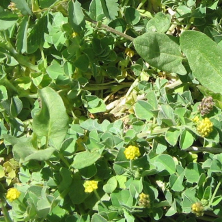 Medicago lupulina - Fabaceae