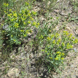 Euphorbia heteradenia - Euphorbiaceae