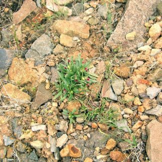 Nonnea persica - Boraginaceae