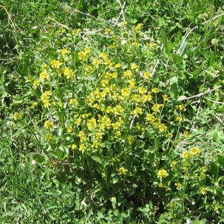 Barbarea plantaginea - Brassicaceae