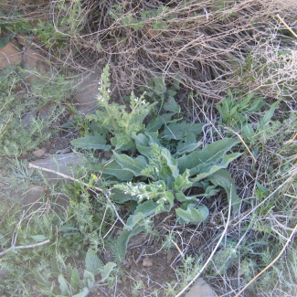 Salvia xanthocheila - Lamiaceae