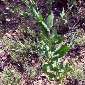 Vaccaria grandifolia. - Caryophyllaceae
