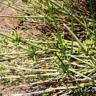 Ephedra intermedia - Ephedraceae