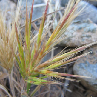 Boissiera squarrosa - Poaceae