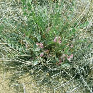 Astragalus mucronifolius - Fabaceae