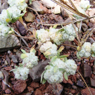 Cymbolaena griffithii - Asteraceae