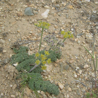 Ferula szowitsiana - Apiaceae