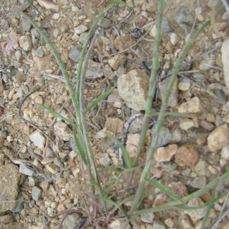 Parapholis incurva - Poaceae 