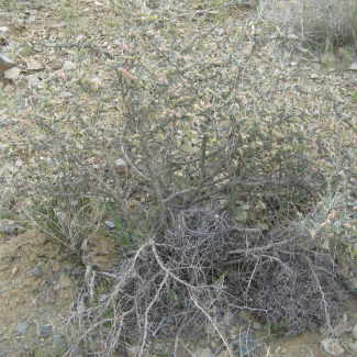 Astragalus glaucacathus -‌‌ Fabaceae