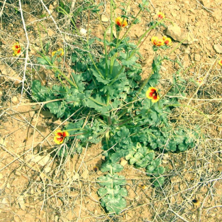Glaucium contortuplicatum - Papaveraceae