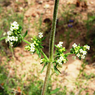 Galium humifusum - Rubiaceae