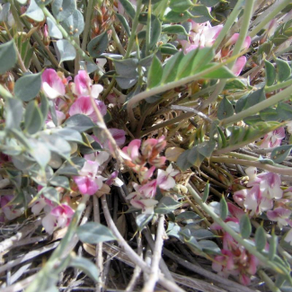 Astragalus raswendicus - Fabaceae