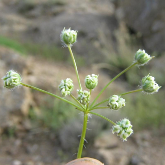 Chaerophyllum macropodum - Apiaceae