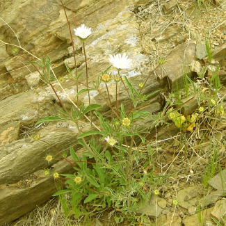 Scabiosa leucactis - Dipsacaceae
