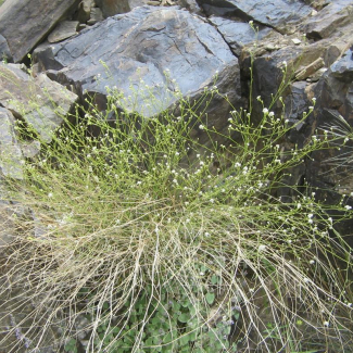 Lepidium persicum Subsp. Persicum - Brassicaceae
