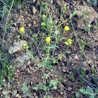 Ranunculus pichleri - Ranunculaceae 
