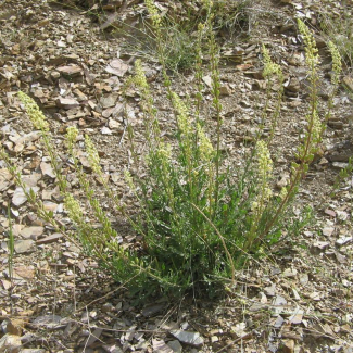 Reseda Lutea - Resedaceae