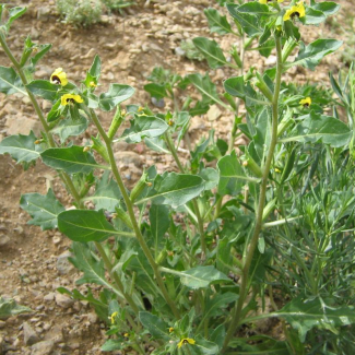 Hyoscyamus pusillus - Solanaceae