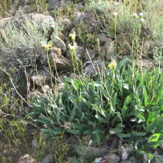 Senecio paulsenii Subsp. Khorasanicus - Asteraceae