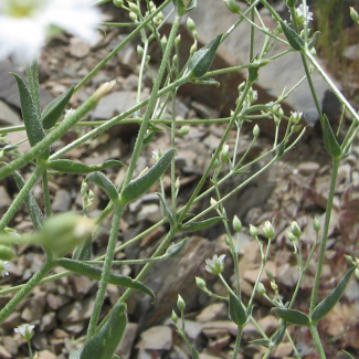 Mesostemma kotschyanum - Caryophyllaceae