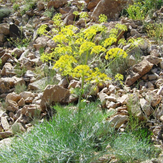 Ferula oopoda - Apiaceae