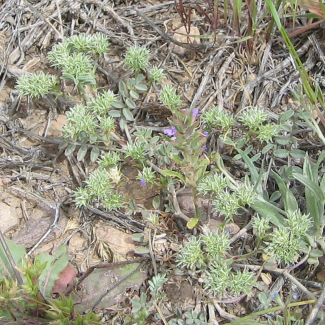 Scleranthus orientalis - ‌‌Caryophyllaceae