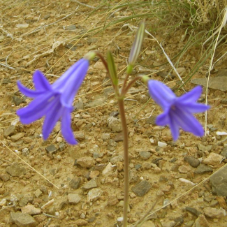 Ixiolirion tataricum - Amaryllidaceae