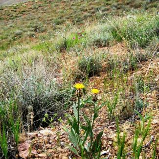 Centaurea aucheri - Asteraceae