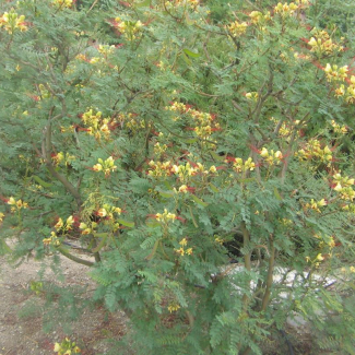 Caesalpinia gilliesii - Caesalpinaceae