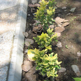 Evonimus japonica - Celasteraceae