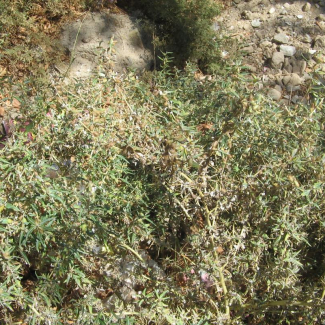 Xanthium spinosum - Asteraceae