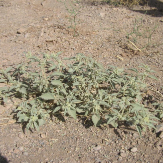 Chrozophora tinctoria - Euphorbiaceae