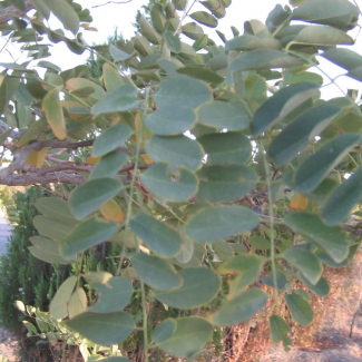 Robinia pseudoacacia var. inermis - Fabaceae